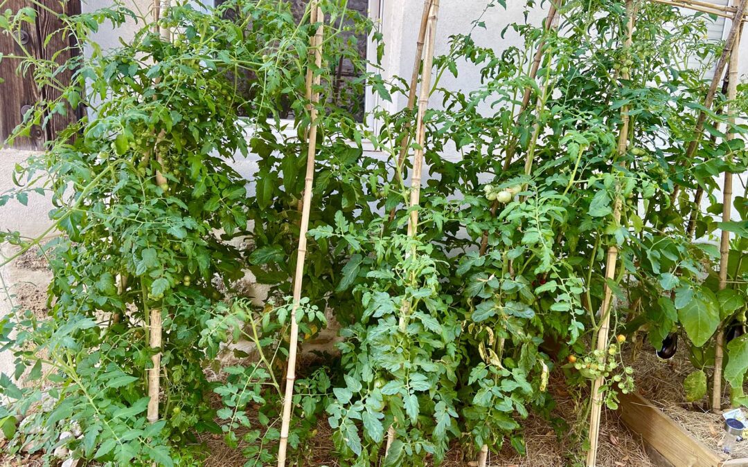 Potager dans la colocation